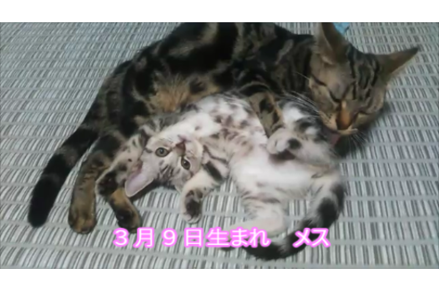 成約済の長野県のアメリカンショートヘア-10440の1枚目